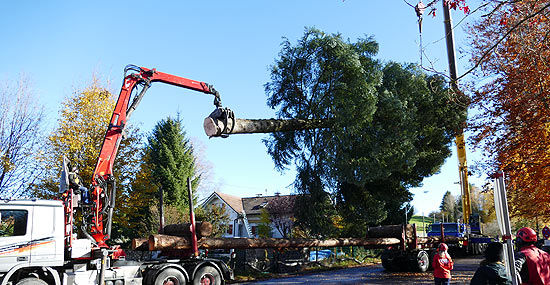 Abtransport der Weißtanne am Vortag in Peiting  (©Foto: Landkreis Weiheim-Schongau)